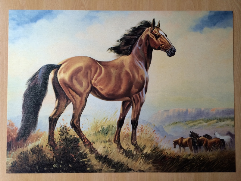 Paard litho 50 x 70 cm